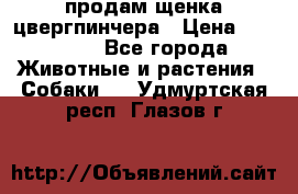 продам щенка цвергпинчера › Цена ­ 15 000 - Все города Животные и растения » Собаки   . Удмуртская респ.,Глазов г.